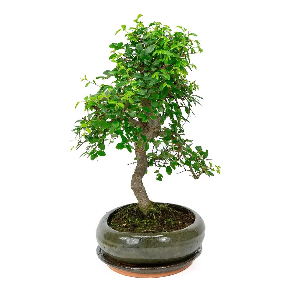 Aranjament Bonsai Ulm Japonez Zelkova, bonsai copac mini, frunzis zimtat, cadou perfect
