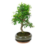 Aranjament Bonsai Ulm Japonez Zelkova, bonsai copac mini, frunzis zimtat, cadou perfect