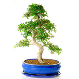 Aranjament Bonsai Ulm Japonez Zelkova, bonsai copac mini, frunzis zimtat, cadou perfect