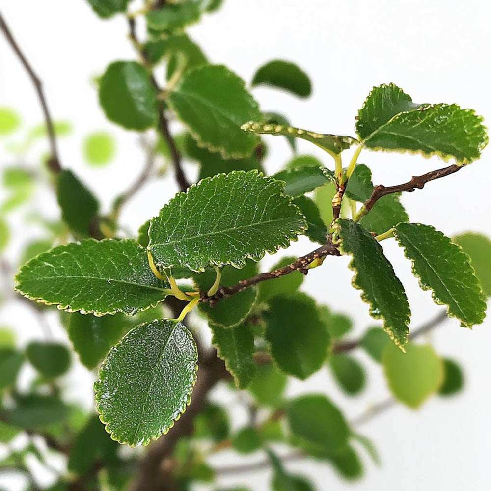 Aranjament Bonsai Ulm Japonez Zelkova, bonsai copac mini, frunzis zimtat, cadou perfect