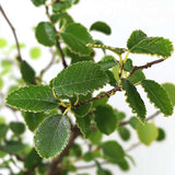 Aranjament Bonsai Ulm Japonez Zelkova, bonsai copac mini, frunzis zimtat, cadou perfect