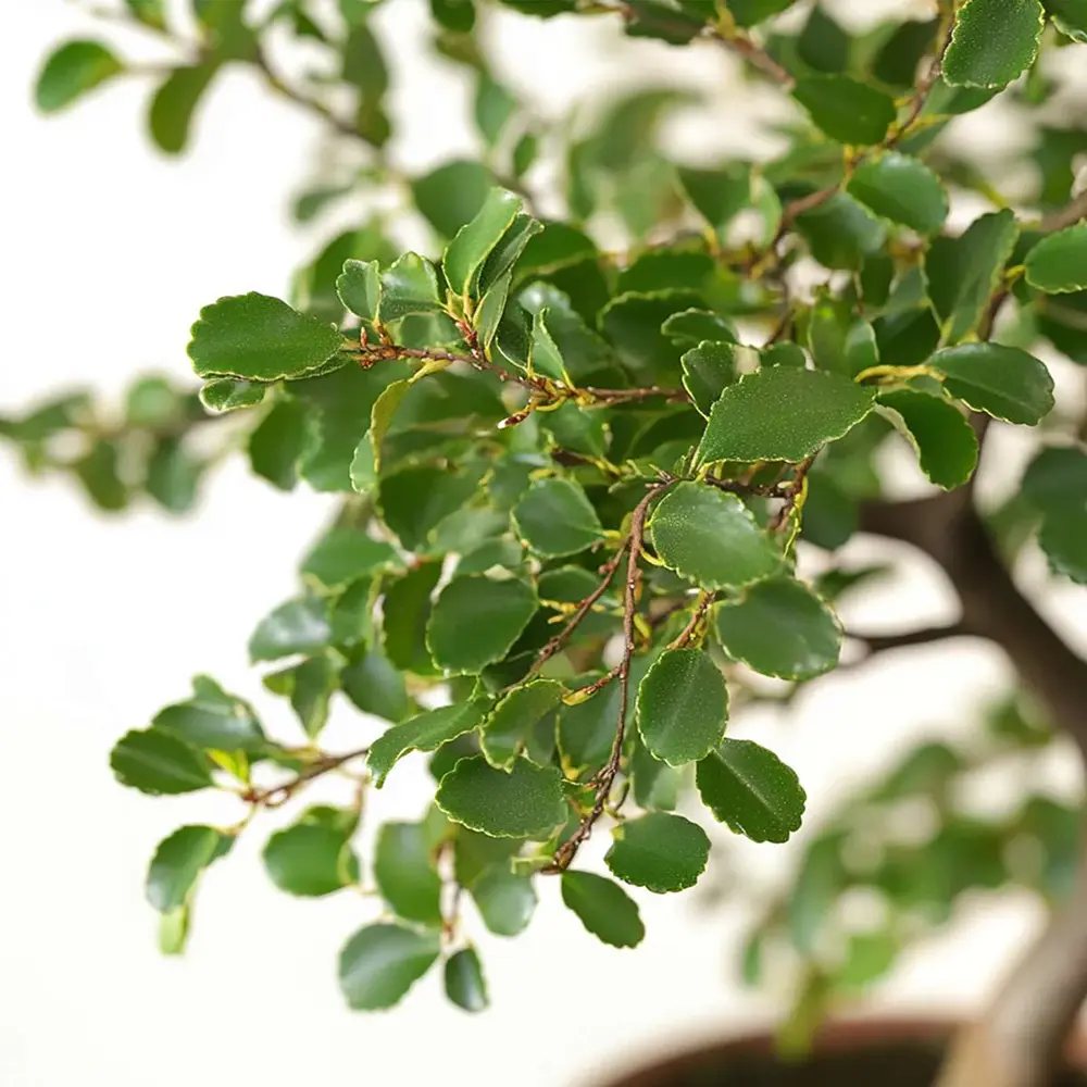 Aranjament Bonsai Ulm Japonez Zelkova, bonsai copac mini, frunzis zimtat, cadou perfect