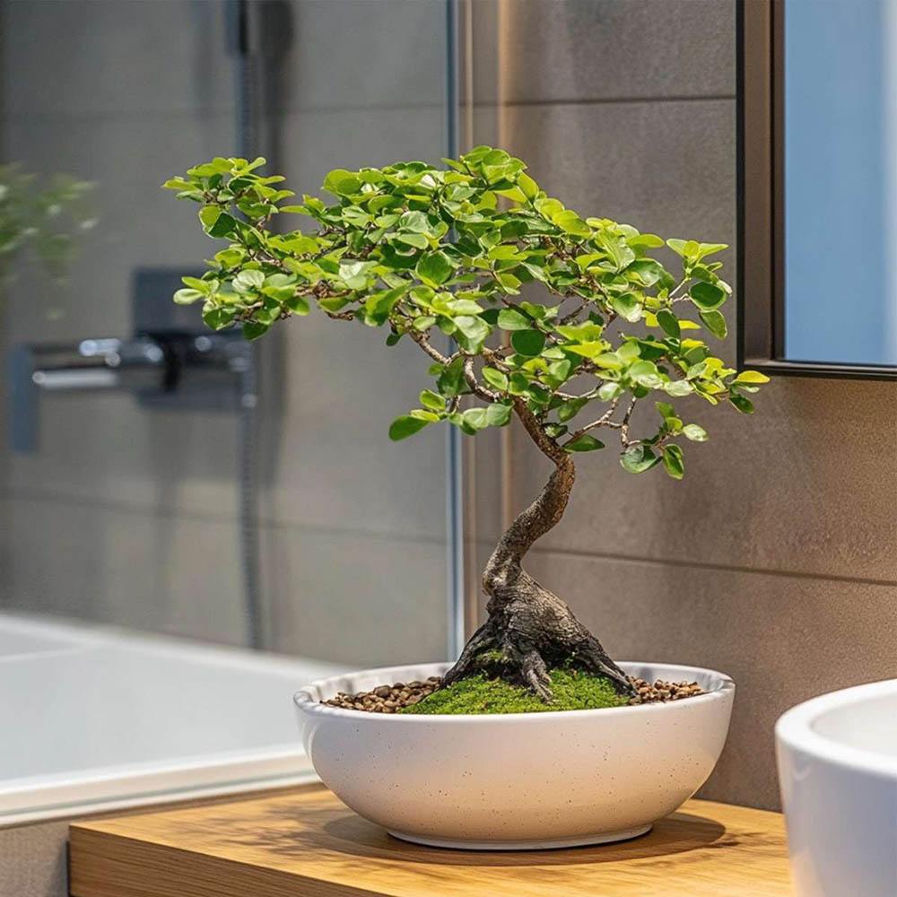 Aranjament Bonsai Ulm Japonez Zelkova, bonsai copac mini, frunzis zimtat, cadou perfect