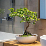 Aranjament Bonsai Ulm Japonez Zelkova, bonsai copac mini, frunzis zimtat, cadou perfect