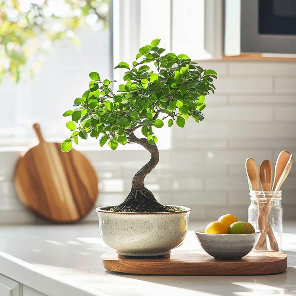 Aranjament Bonsai Ulm Japonez Zelkova, bonsai copac mini, frunzis zimtat, cadou perfect