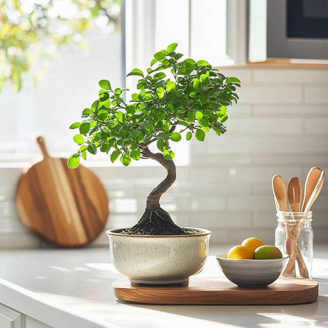 Aranjament Bonsai Ulm Japonez Zelkova, bonsai copac mini, frunzis zimtat, cadou perfect