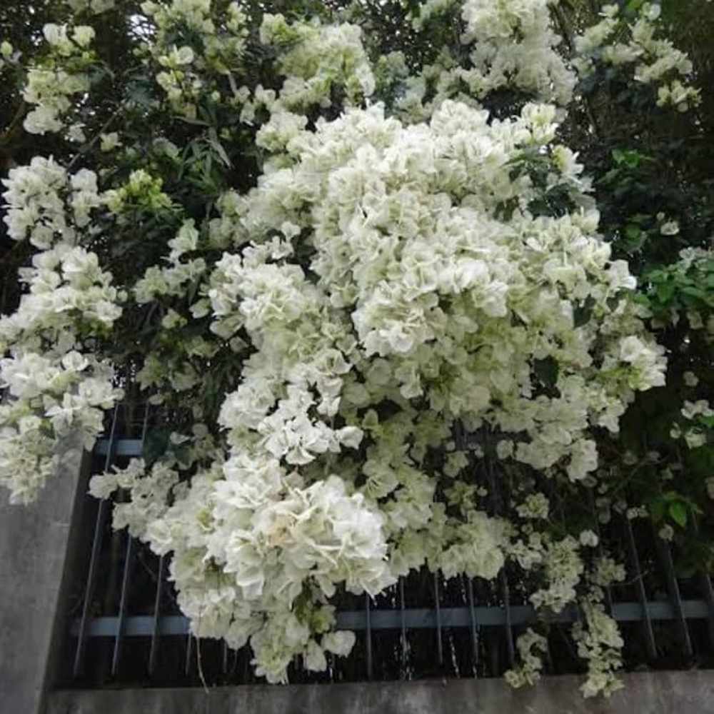Floarea de Hartie Bougainvillea, cu flori albe, inflorire abundenta, planta curgatoare rapida pentru terase si ghivece mari