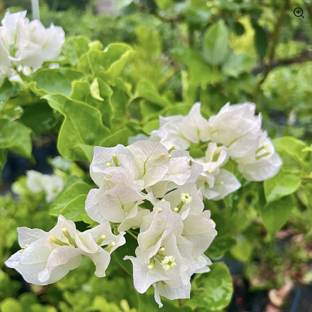 Floarea de Hartie Bougainvillea, cu flori albe, inflorire abundenta, planta curgatoare rapida pentru terase si ghivece mari