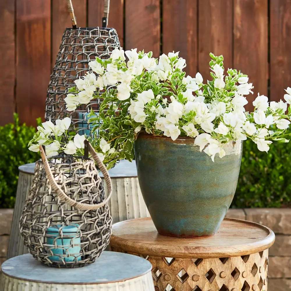 Floarea de Hartie Bougainvillea, cu flori albe, inflorire abundenta, planta curgatoare rapida pentru terase si ghivece mari