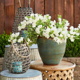 Floarea de Hartie Bougainvillea, cu flori albe, inflorire abundenta, planta curgatoare rapida pentru terase si ghivece mari
