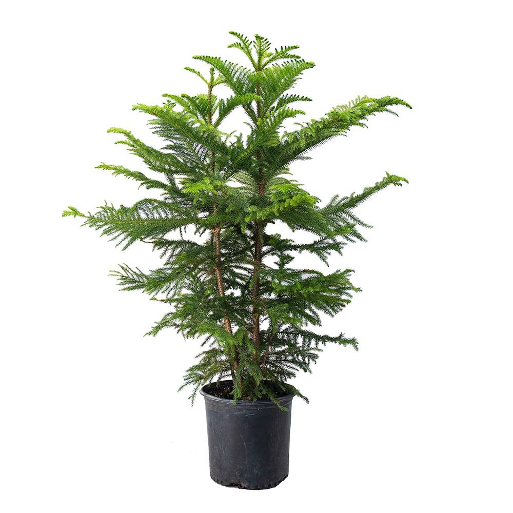 Brad de Camera Norfolk (Araucaria Heterophylla), decorativ de interior, vesnic verde, usor de ingrijit, perfect pentru verandele luminoase si neincalzite - 100 cm