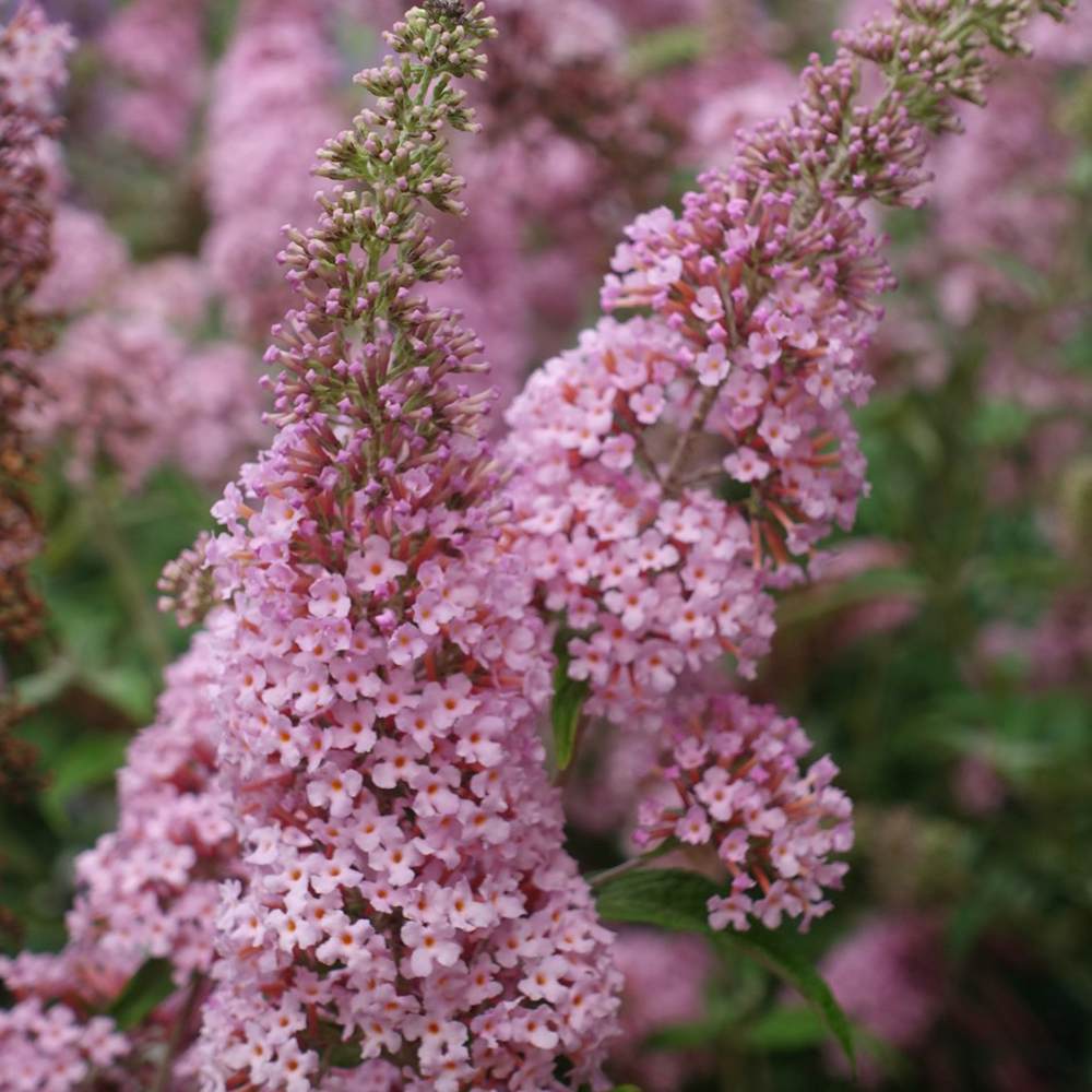 Liliacul de Vara Pink Panther (Buddleja), arbust decorativ cu flori roz parfumate, atrage fluturi, crestere rapida, port bogat