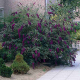 Liliac de Vara Black Knight (Buddleja), arbust decorativ cu flori violet-inchis foarte parfumate, crestere rapida, iubitor de soare