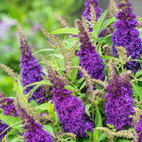 Liliac de Vara Butterfly Candy Little Purple (Buddleja), compact, flori lila-mov parfumata, inflorire lunga