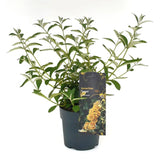 Liliac de Vara Sungold (Buddleja), arbust decorativ cu flori aurii-galben foarte parfumate abundente, crestere rapida, iubitor de soare