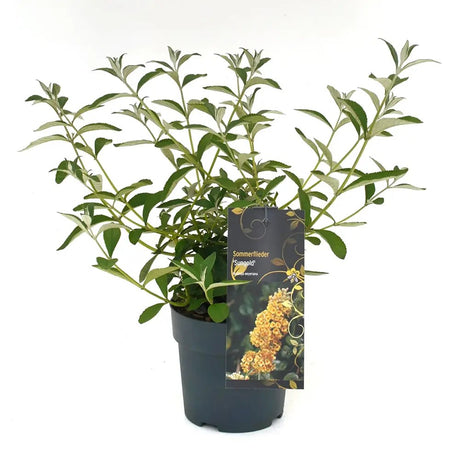 Liliac de Vara Sungold (Buddleja), arbust decorativ cu flori aurii-galben foarte parfumate abundente, crestere rapida, iubitor de soare
