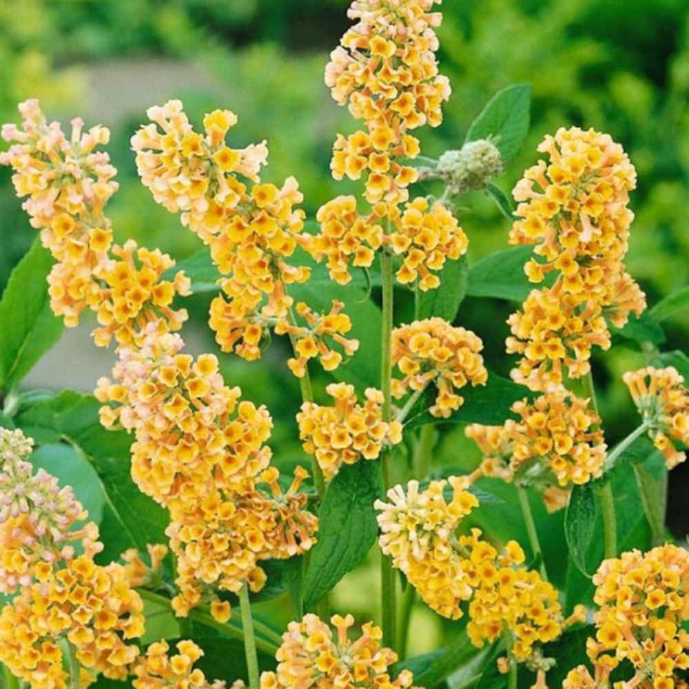 Liliac de Vara Sungold (Buddleja), arbust decorativ cu flori aurii-galben foarte parfumate abundente, crestere rapida, iubitor de soare
