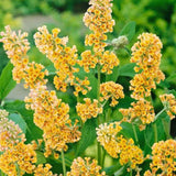 Liliac de Vara Sungold (Buddleja), arbust decorativ cu flori aurii-galben foarte parfumate abundente, crestere rapida, iubitor de soare