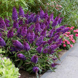 Liliac de Vara Butterfly Candy Little Purple (Buddleja), compact, flori lila-mov parfumata, inflorire lunga
