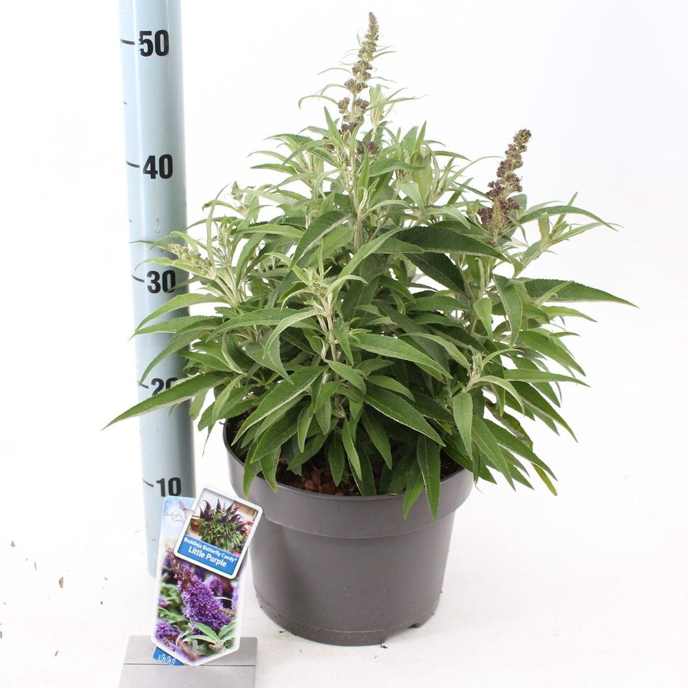Liliac de Vara Butterfly Candy Little Purple (Buddleja), compact, flori lila-mov parfumata, inflorire lunga