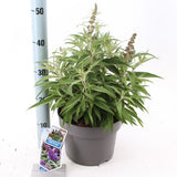 Liliac de Vara Butterfly Candy Little Purple (Buddleja), compact, flori lila-mov parfumata, inflorire lunga