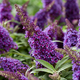 Liliac de Vara Butterfly Candy Little Purple (Buddleja), compact, flori lila-mov parfumata, inflorire lunga