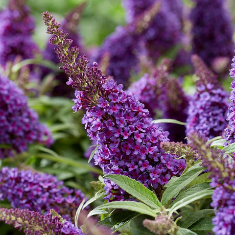 Liliac de Vara Butterfly Candy Little Purple (Buddleja), compact, flori lila-mov parfumata, inflorire lunga