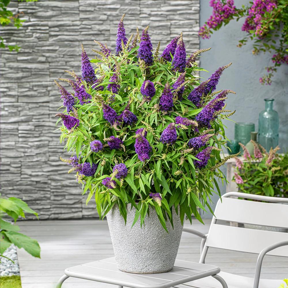 Liliac de Vara Butterfly Candy Little Purple (Buddleja), compact, flori lila-mov parfumata, inflorire lunga
