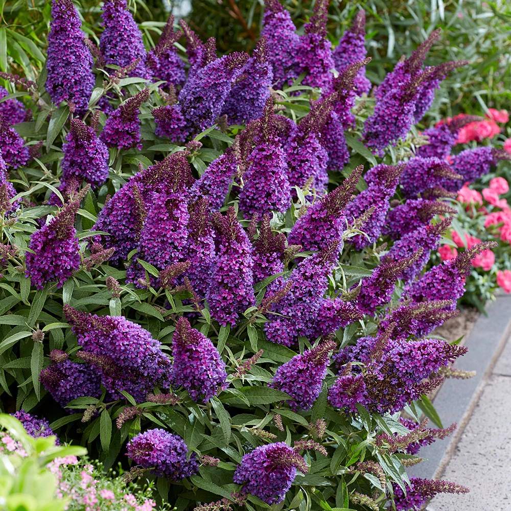 Liliac de Vara Butterfly Candy Little Purple (Buddleja), compact, flori lila-mov parfumata, inflorire lunga