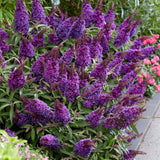 Liliac de Vara Butterfly Candy Little Purple (Buddleja), compact, flori lila-mov parfumata, inflorire lunga