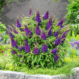 Liliac de Vara Butterfly Candy Little Purple (Buddleja), compact, flori lila-mov parfumata, inflorire lunga