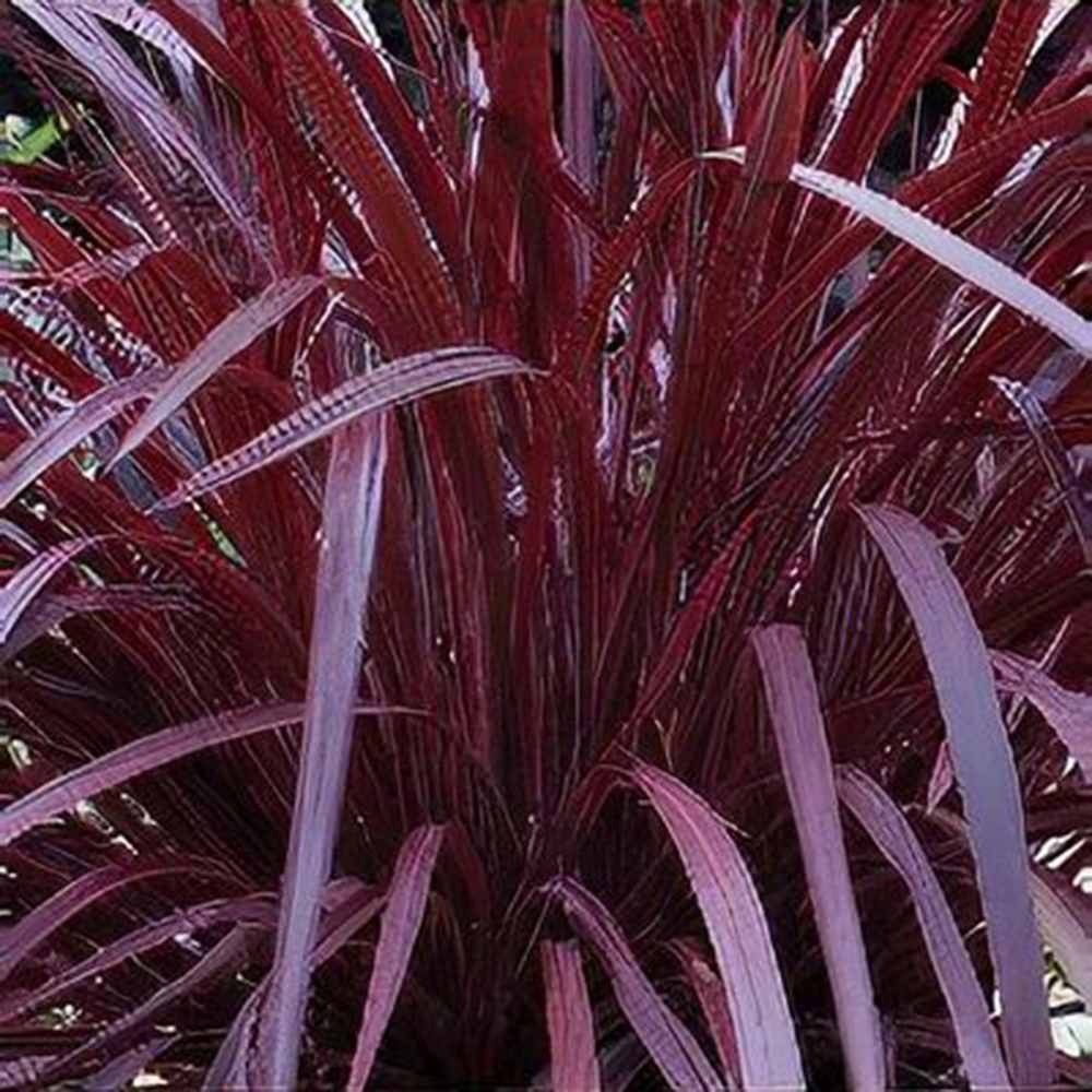 Cordyline 'Burgundy Spire', planta decorativa exotica cu frunze visiniu inchis