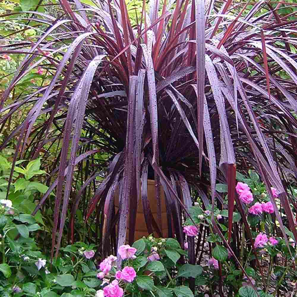 Cordyline 'Burgundy Spire', planta decorativa exotica cu frunze visiniu inchis