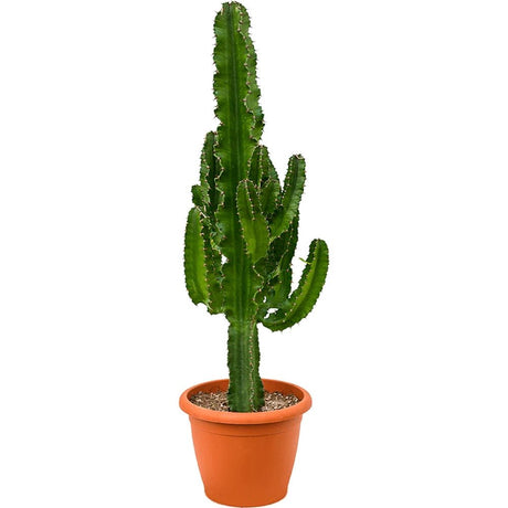 Cactus Candelabru - 110 cm
