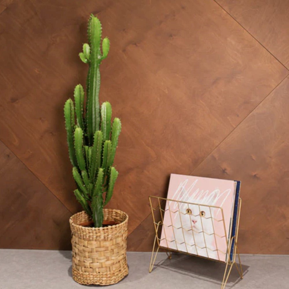 Cactus Candelabru 150 cm - VERDENA - 150 cm inaltime, ghiveci de 10 l