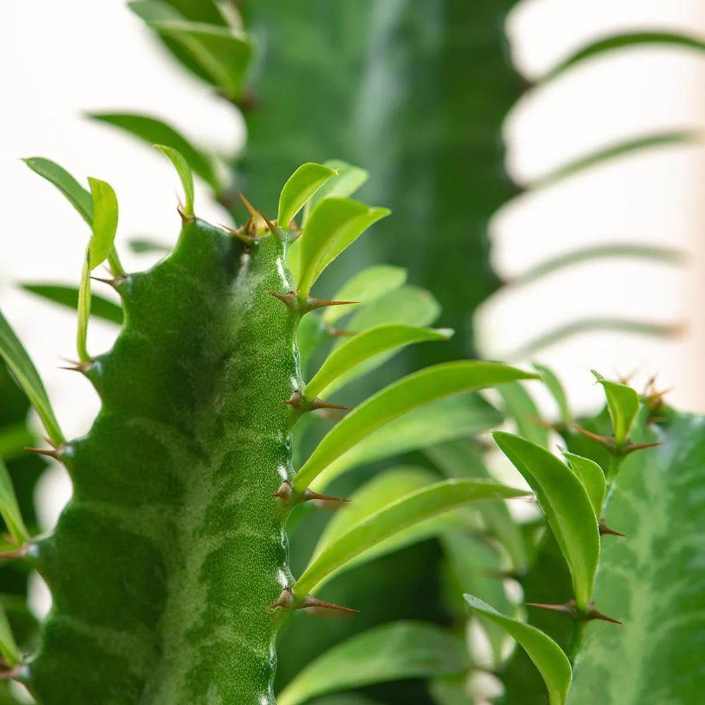 Cactusul Candelabru African Ingens, 95 cm, planta decorativa de interior mare, usor de ingrijit