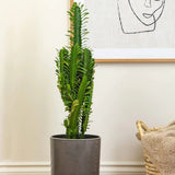 Cactusul Candelabru African Ingens, 95 cm, planta decorativa de interior mare, usor de ingrijit