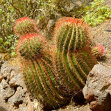 Cactus (Ferocactus Stainesii) - 35 cm