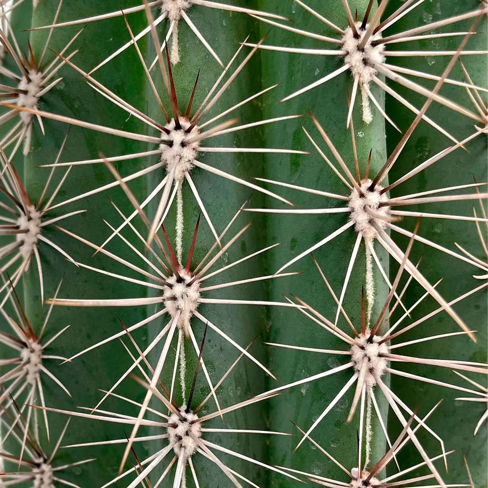 Cactus Gigant Mexican Pachycereus pringlei - VERDENA-40 cm inaltime, livrat in ghiveci de 3 l