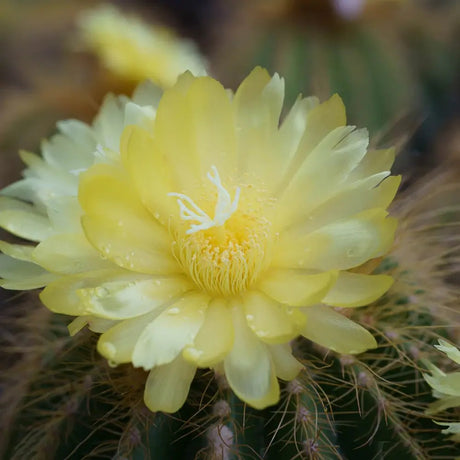 Cactus Noto Warassi, cactus globular exotic de interior, cu flori galbene, planta decorativa rara  - 20 cm