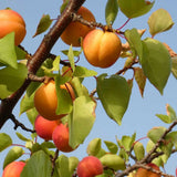 Cais (Prunus armeniaca), cu fructe dulci galbene - VERDENA-170 cm inaltime, livrat in ghiveci de 5 l