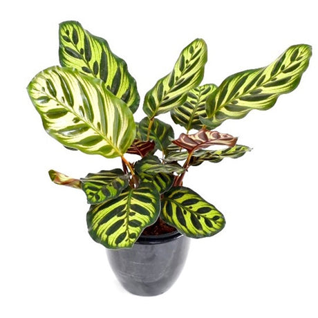 Calathea Makoyana - 80 cm