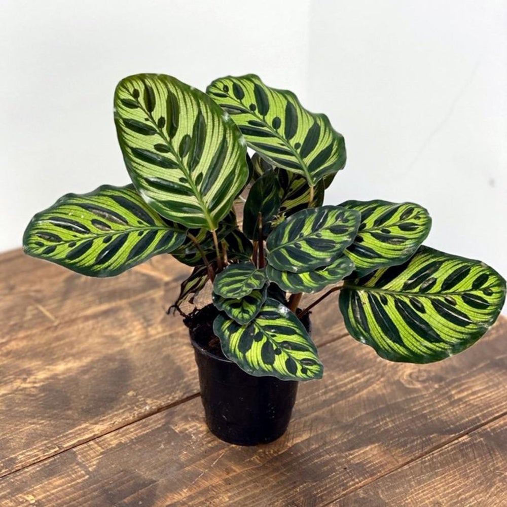 Calathea Makoyana - 80 cm - VERDENA - 80 cm inaltime, ghiveci de 5 l