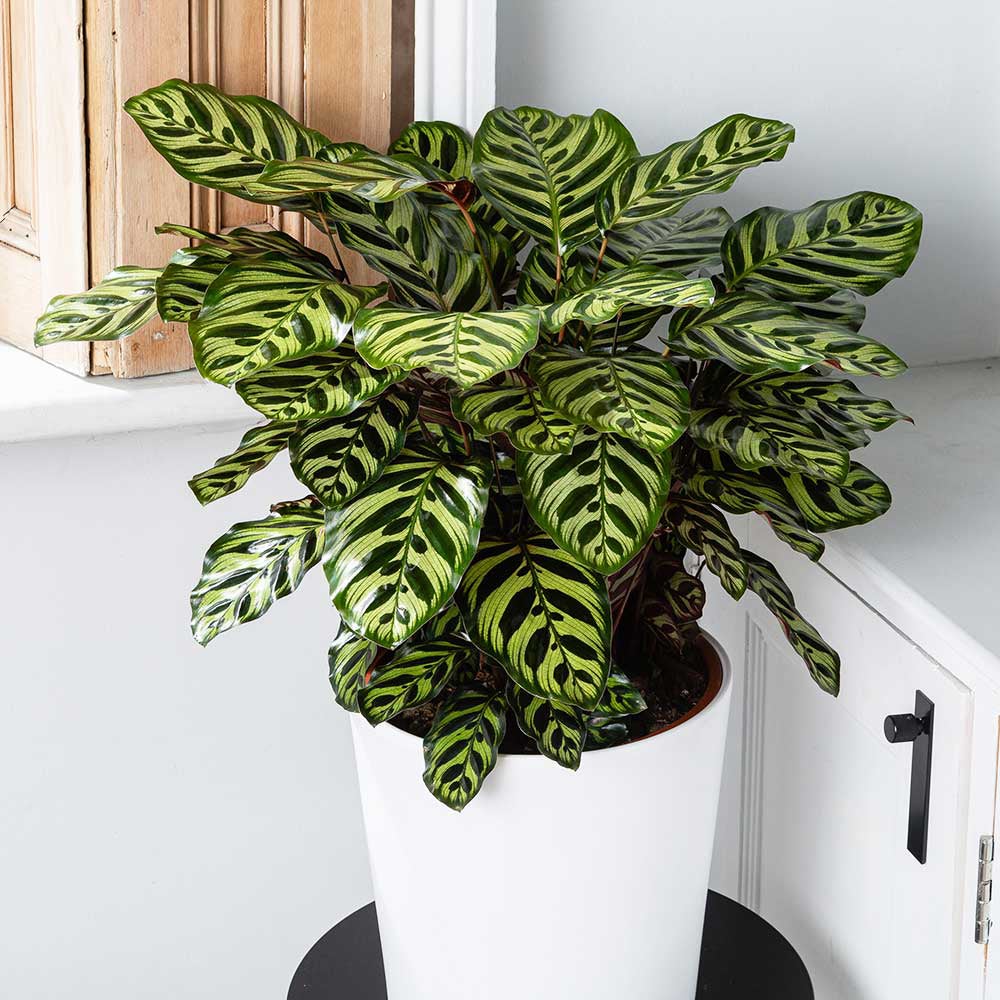 Calathea Makoyana - 80 cm - VERDENA - 80 cm inaltime, ghiveci de 5 l