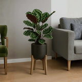 Planta care se Roaga Calathea Medallion, 35-45 cm, frunze elegante rotunde cu model simetric, verde si margini argintii, perfecta pentru orice decor interior
