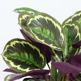 Planta care se Roaga Calathea Medallion, 35-45 cm, frunze elegante rotunde cu model simetric, verde si margini argintii, perfecta pentru orice decor interior