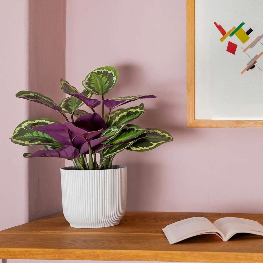 Planta care se Roaga Calathea Medallion, 35-45 cm, frunze elegante rotunde cu model simetric, verde si margini argintii, perfecta pentru orice decor interior