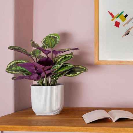 Planta care se Roaga Calathea Medallion, 35 cm, frunze elegante rotunde cu model simetric, verde si margini argintii, perfecta pentru orice decor interior