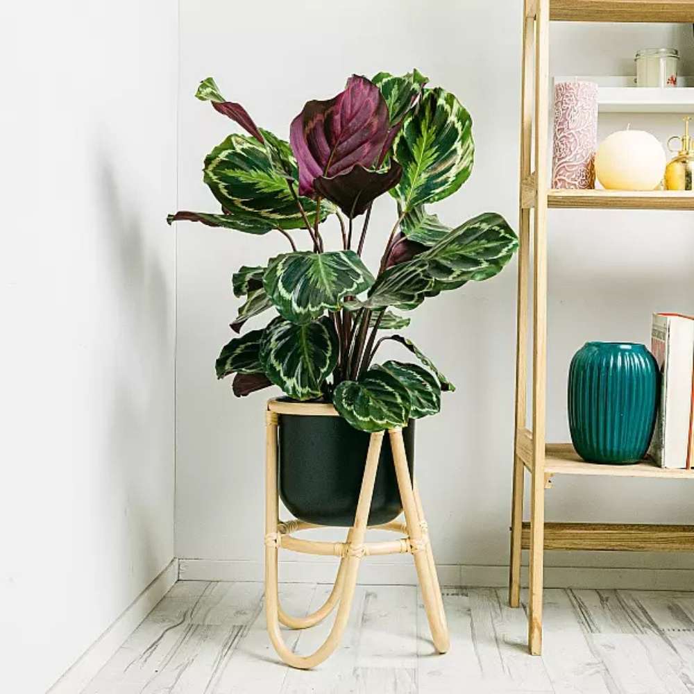 Planta care se Roaga Calathea Medallion, 35-45 cm, frunze elegante rotunde cu model simetric, verde si margini argintii, perfecta pentru orice decor interior