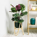Planta care se Roaga Calathea Medallion, 35-45 cm, frunze elegante rotunde cu model simetric, verde si margini argintii, perfecta pentru orice decor interior